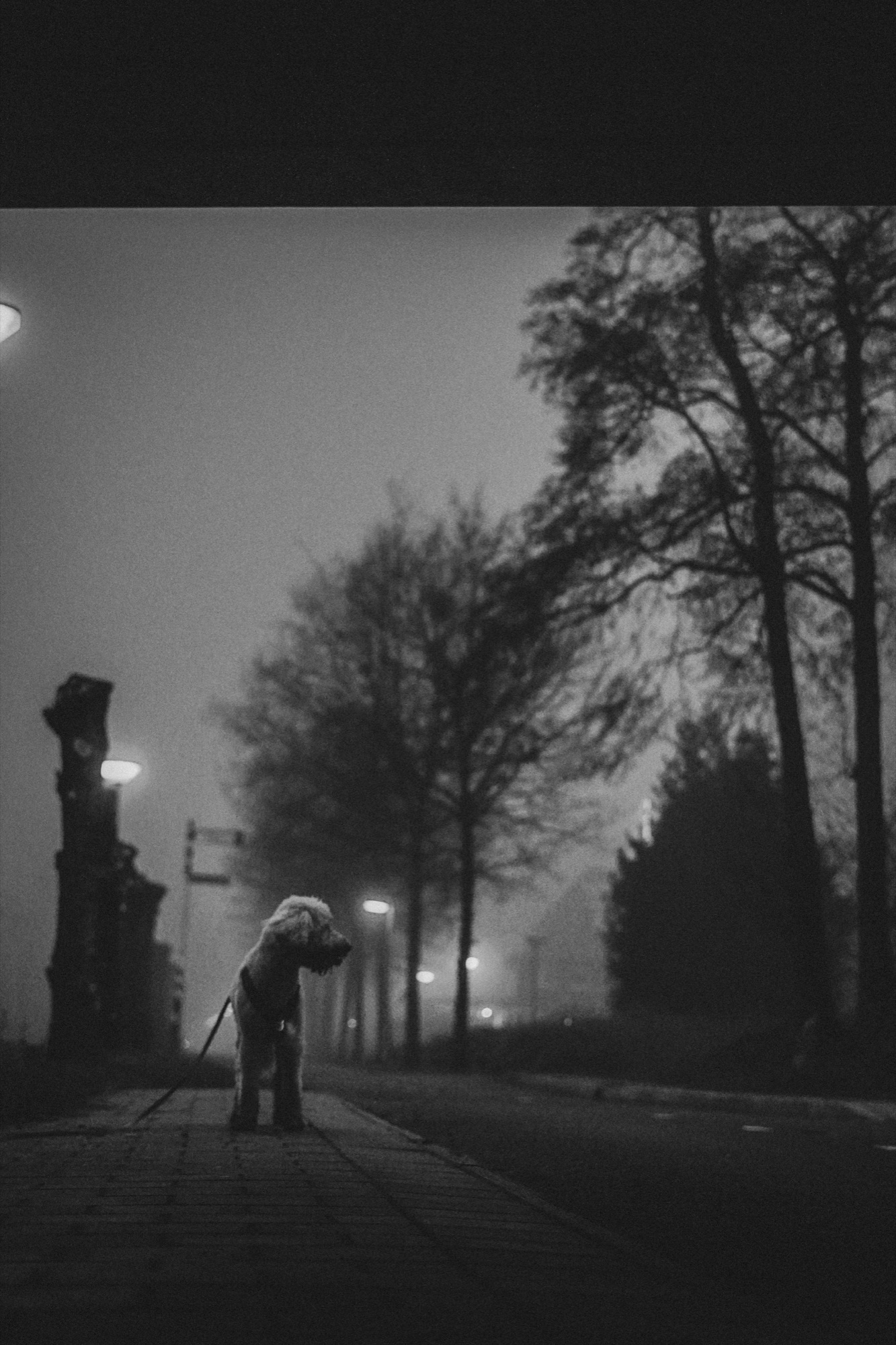 Dog standing alone on a misty street